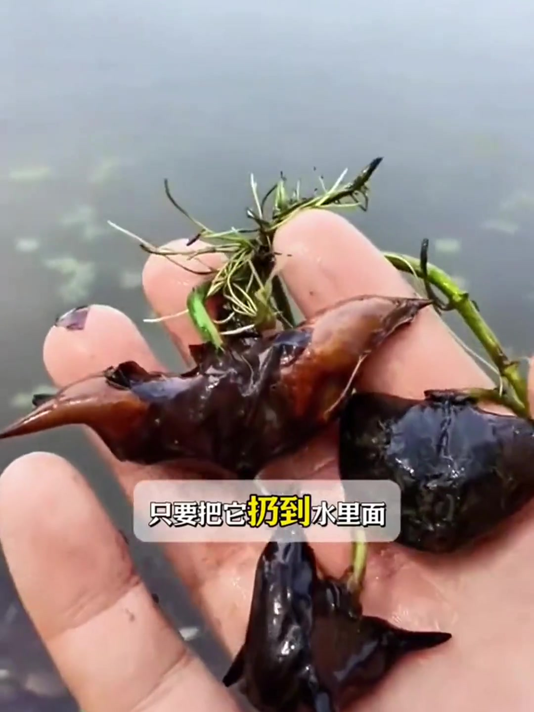 一种生长在水里的蔬菜