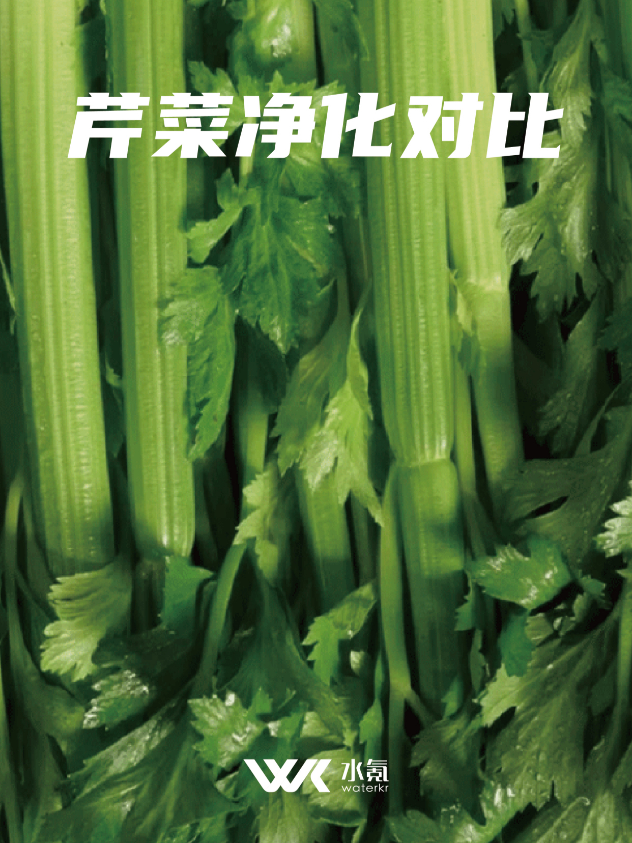 有机芹菜vs普通芹菜,不用农药真的干净吗?