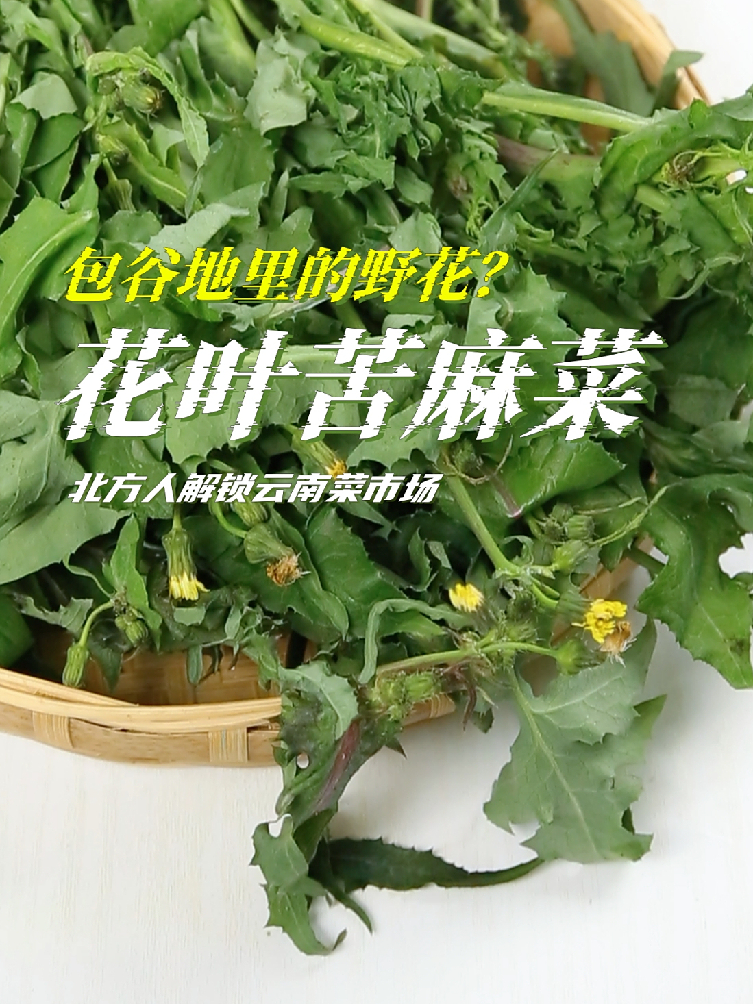 玉米地里的一种野菜!云南人最爱的“苦麻菜”,你见过吗?