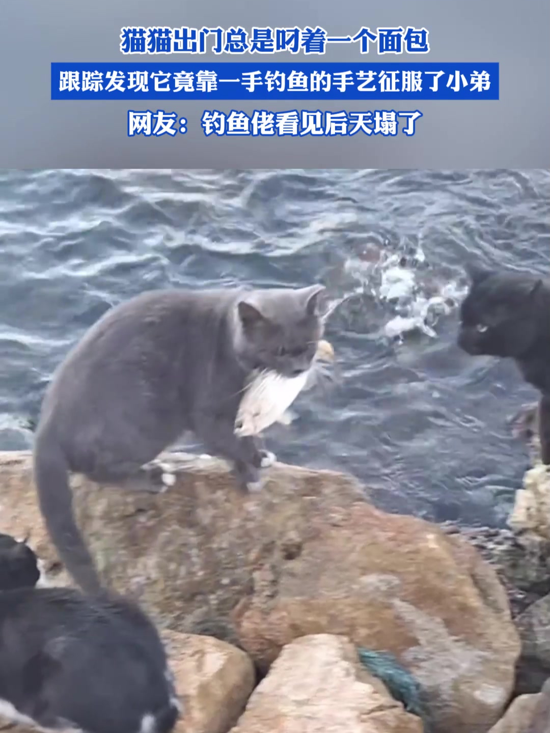 猫猫出门总是叼着一个面包,跟踪发现它竟靠一手钓鱼的手艺征服了小弟