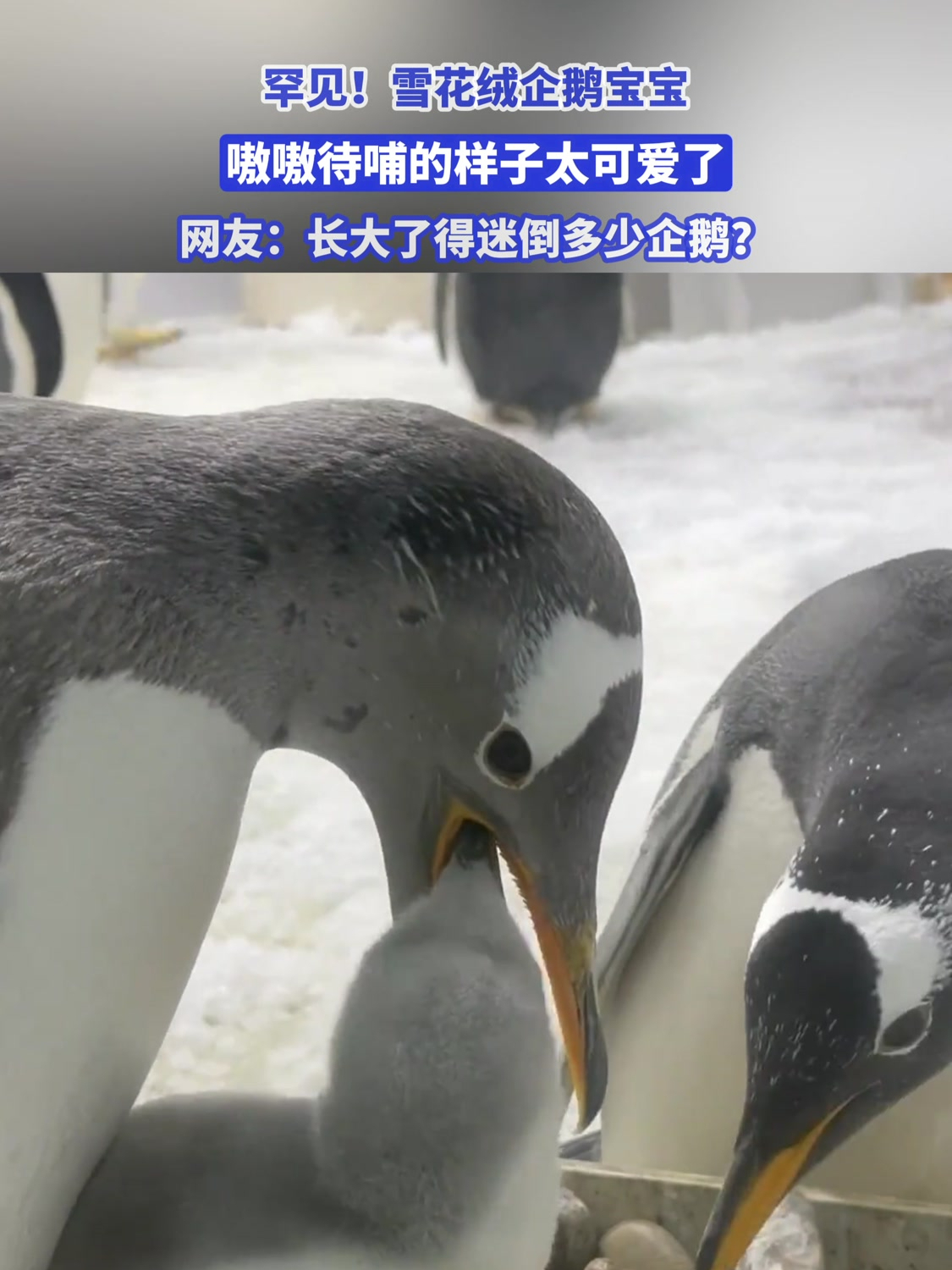 罕见!雪花绒企鹅宝宝,长大了得迷倒多少企鹅?