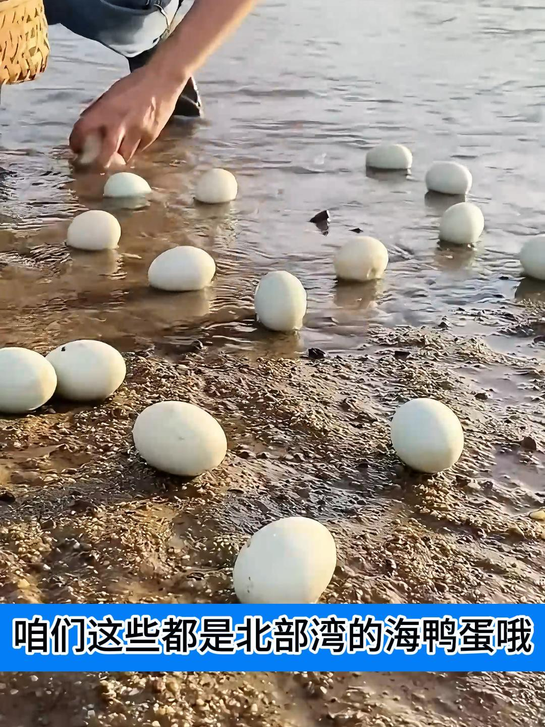 又来海边捡鸭蛋了,看看这满地的海鸭蛋,都将成我们的盘中餐