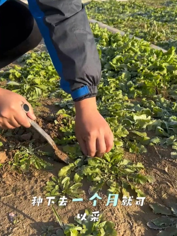 荠菜营养丰富,自己在家也能种,一把种子长一片!