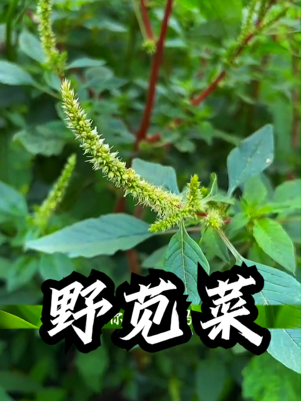 野苋菜也叫土人参,能帮咱的皮肤保持健康,让咱看起来更年轻