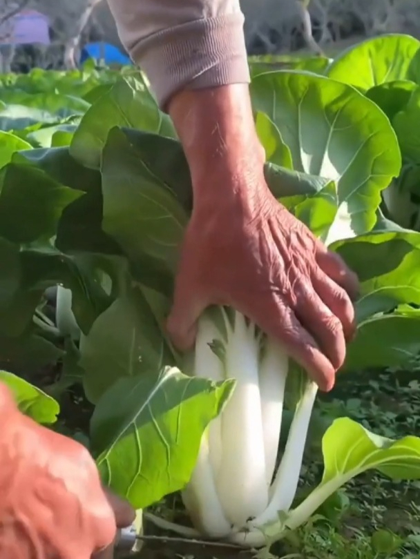 特色白菜新品种!长得很特殊,还比一般白菜好吃,带甜味