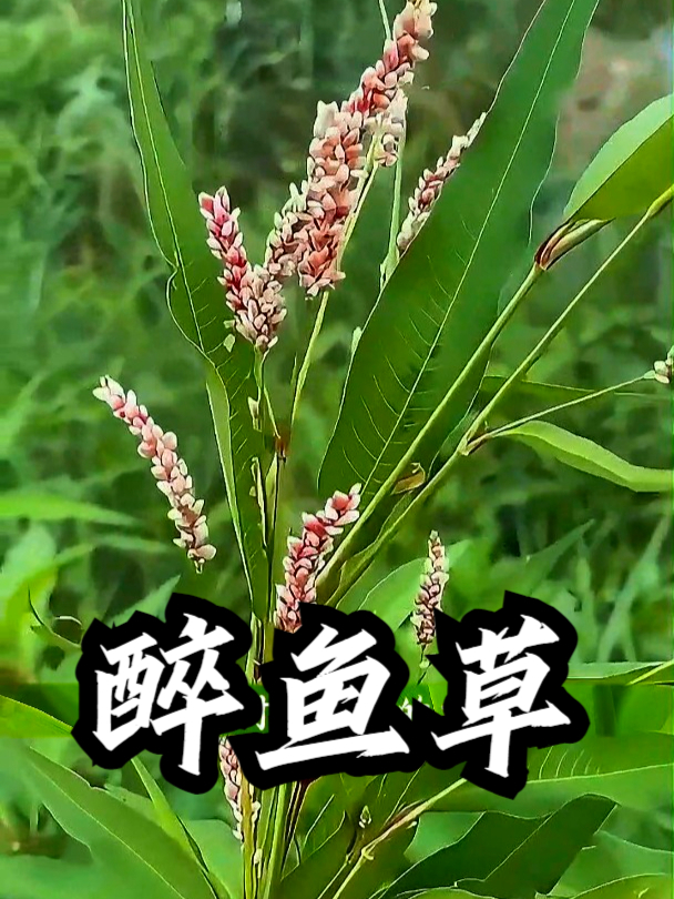 醉鱼草也叫辣蓼草,如果皮肤长小红点了,辣蓼草可以帮你恢复
