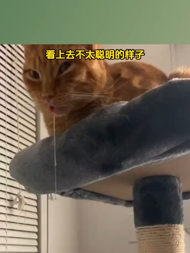 看上去不太聪明的样子