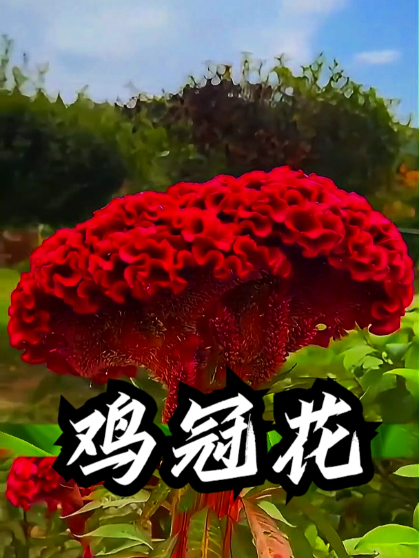 鸡冠花也叫凤尾鸡冠,拿它煮水饮用,能帮身体降降火