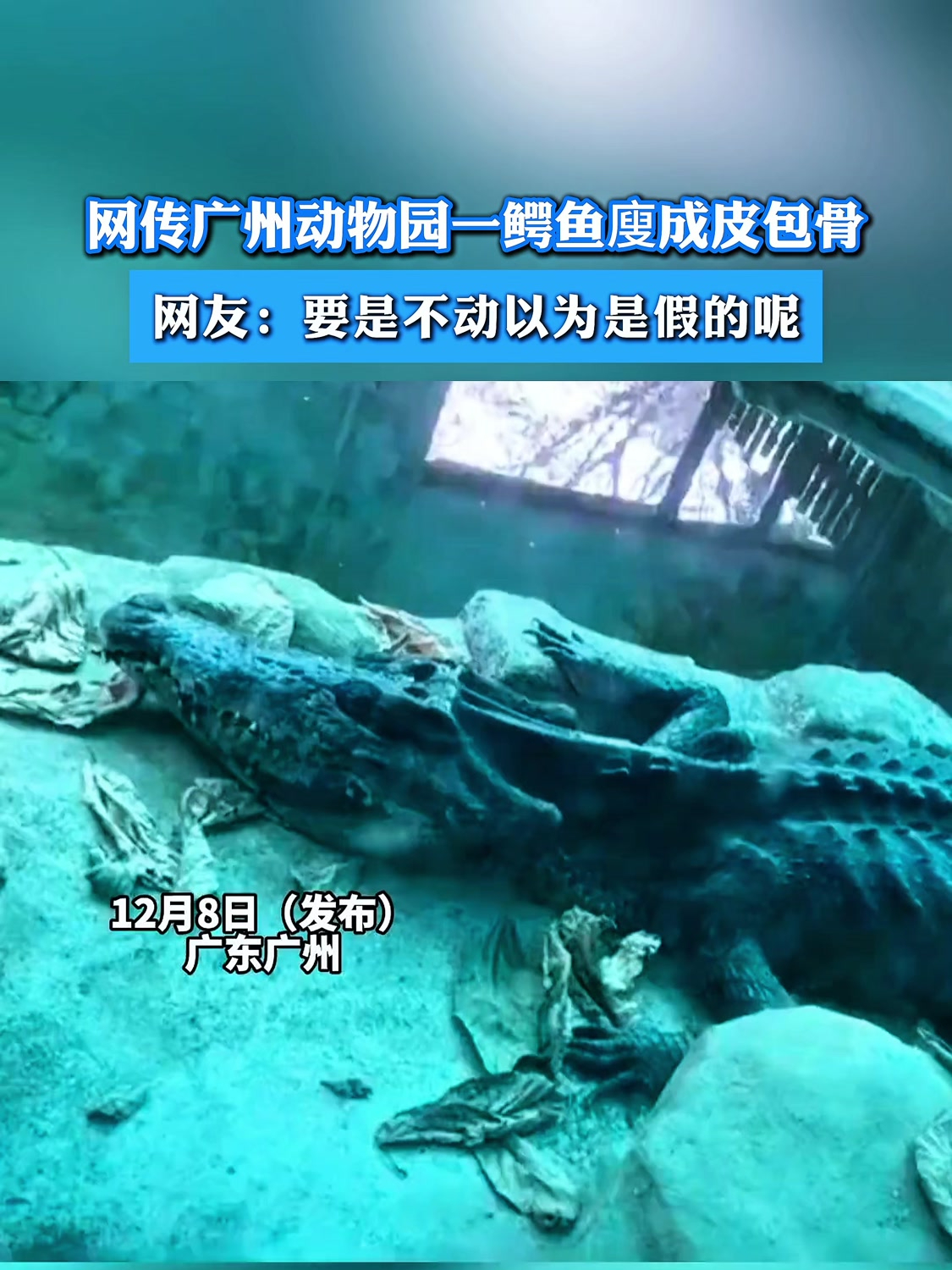 网传广州动物园一鳄鱼廋成皮包骨,网友:要是不动以为是假的呢
