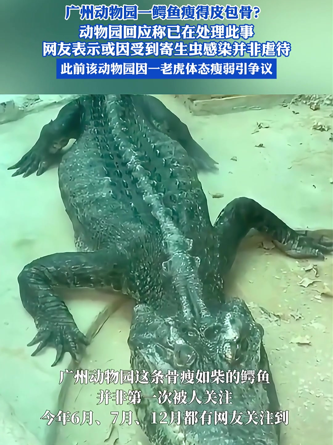 广州动物园一鳄鱼瘦得皮包骨?动物园回应称已在处理此事