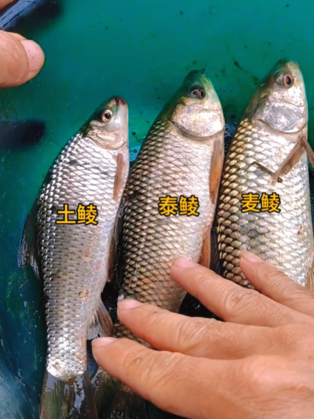 鲮鱼的区别,看完你就懂!