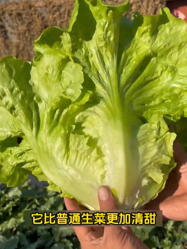 生菜喜冷凉的环境,现在正是播种的时候,生吃不苦还很脆!