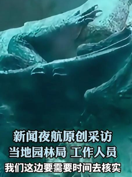 网传广州动物园,一鳄鱼座成皮包骨,网友:要是不动以为是假的呢