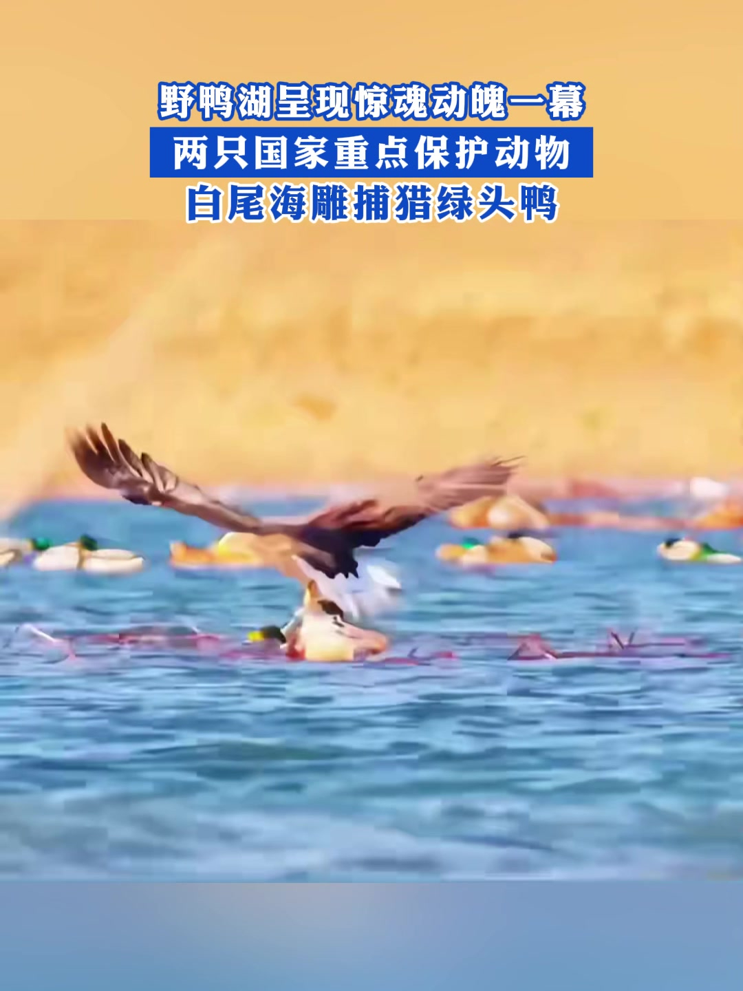 野鸭湖惊魂动魄一幕!两只国家重点保护动物白尾海雕捕猎绿头鸭