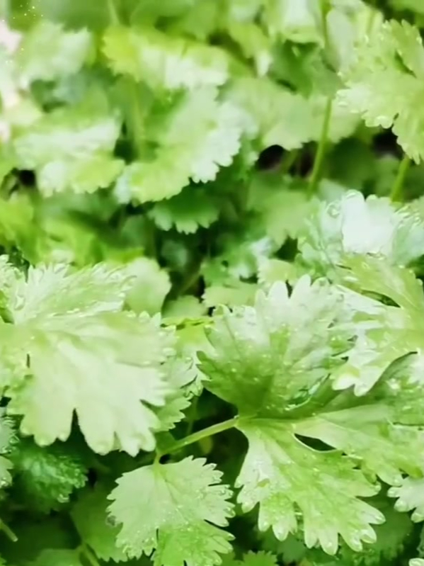 四季大叶香菜,好吃不生虫,撒子就长,一月能吃好几茬