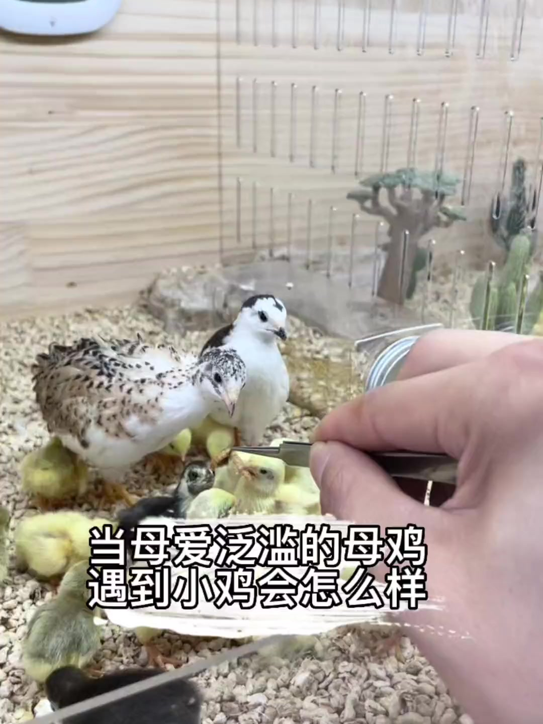 全网都想要的芦丁鸡 母爱泛滥又喜欢抱窝的母鸡来了,你爱了吗?