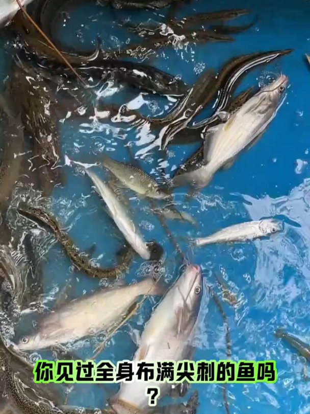 渔民捕鱼发现这种鱼