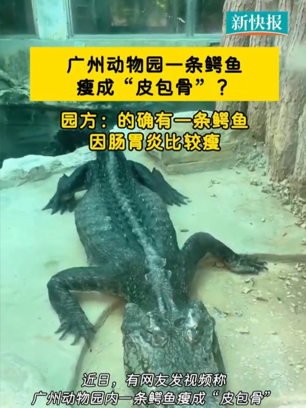 广州动物园一鳄鱼患肠胃炎暴瘦