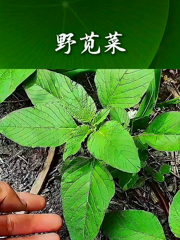 野苋菜也叫长寿菜,拿它煮绿豆食用,可以帮助消化和排便