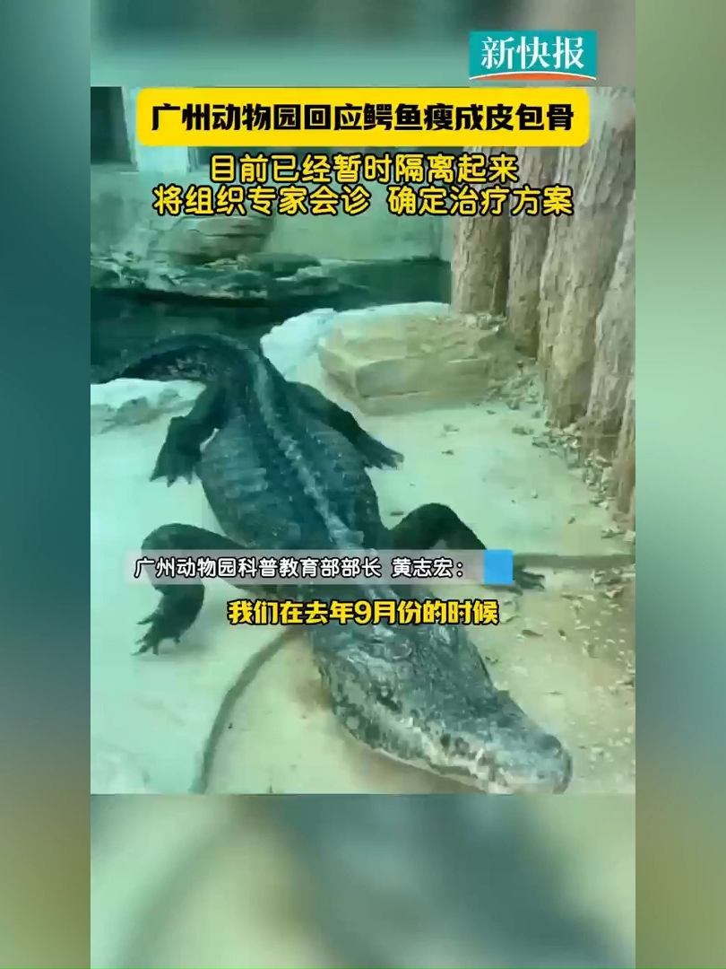 广州动物园回应鳄鱼瘦成皮包骨:已安排专家会诊确定治疗方案