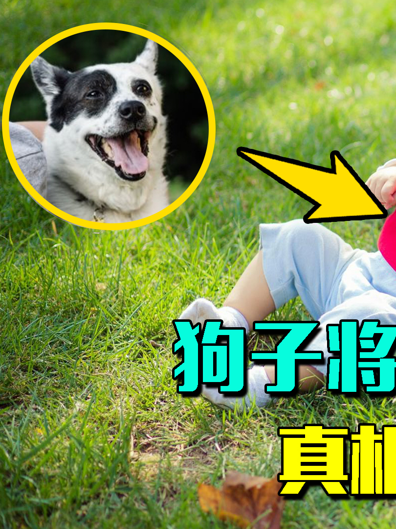 狗子将新生儿当成自己的娃!谁都不让靠近,真相让亿万人落泪!
