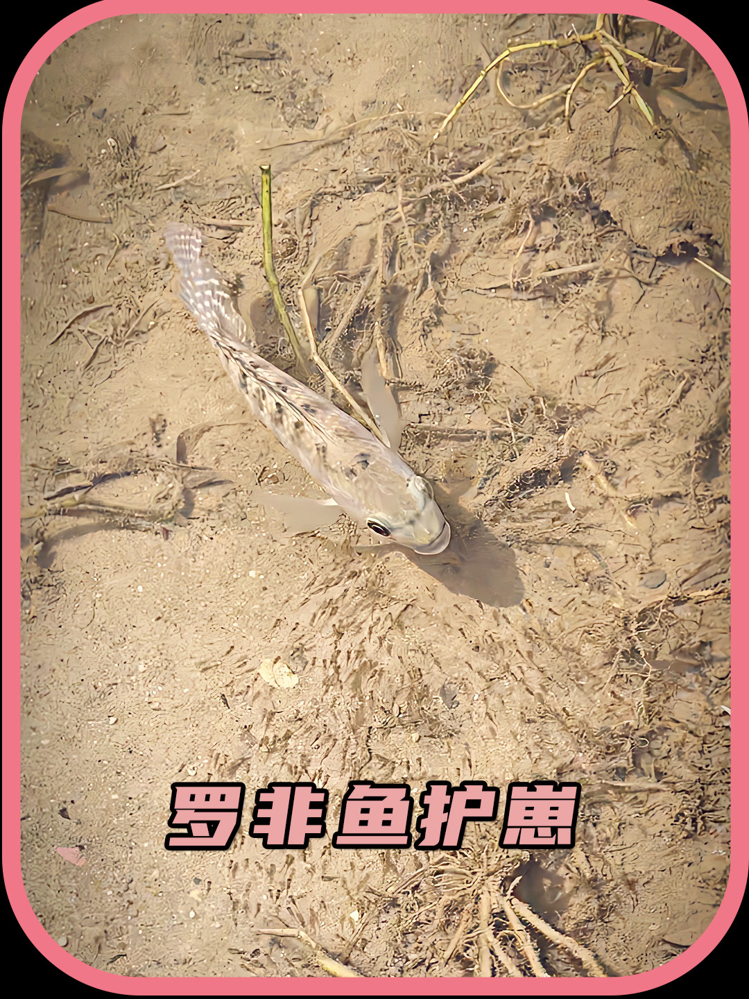 罗非鱼为什么会把小鱼含在嘴里呢