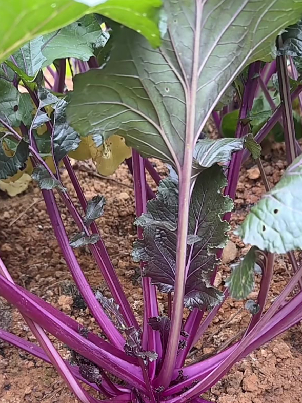 红菜苔高产秘诀,正确打老叶,促进丰收