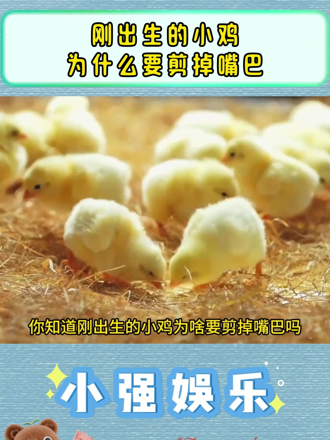 刚出生的小鸡为什么要剪掉嘴巴