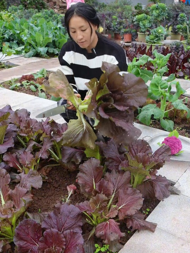 人勤地不懒,菜园一年四季都能收获各种蔬菜。随吃随摘,新鲜健康