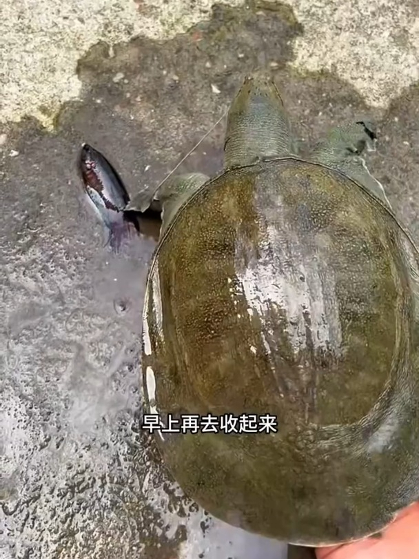 你知道应该怎么钓甲鱼吗?手把手教会你