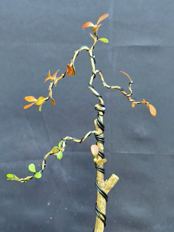 给盆景做造型,要懂得取舍之道