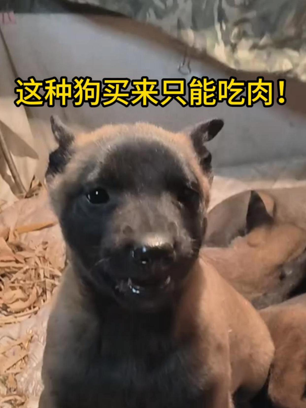 天生的白切狗肉!