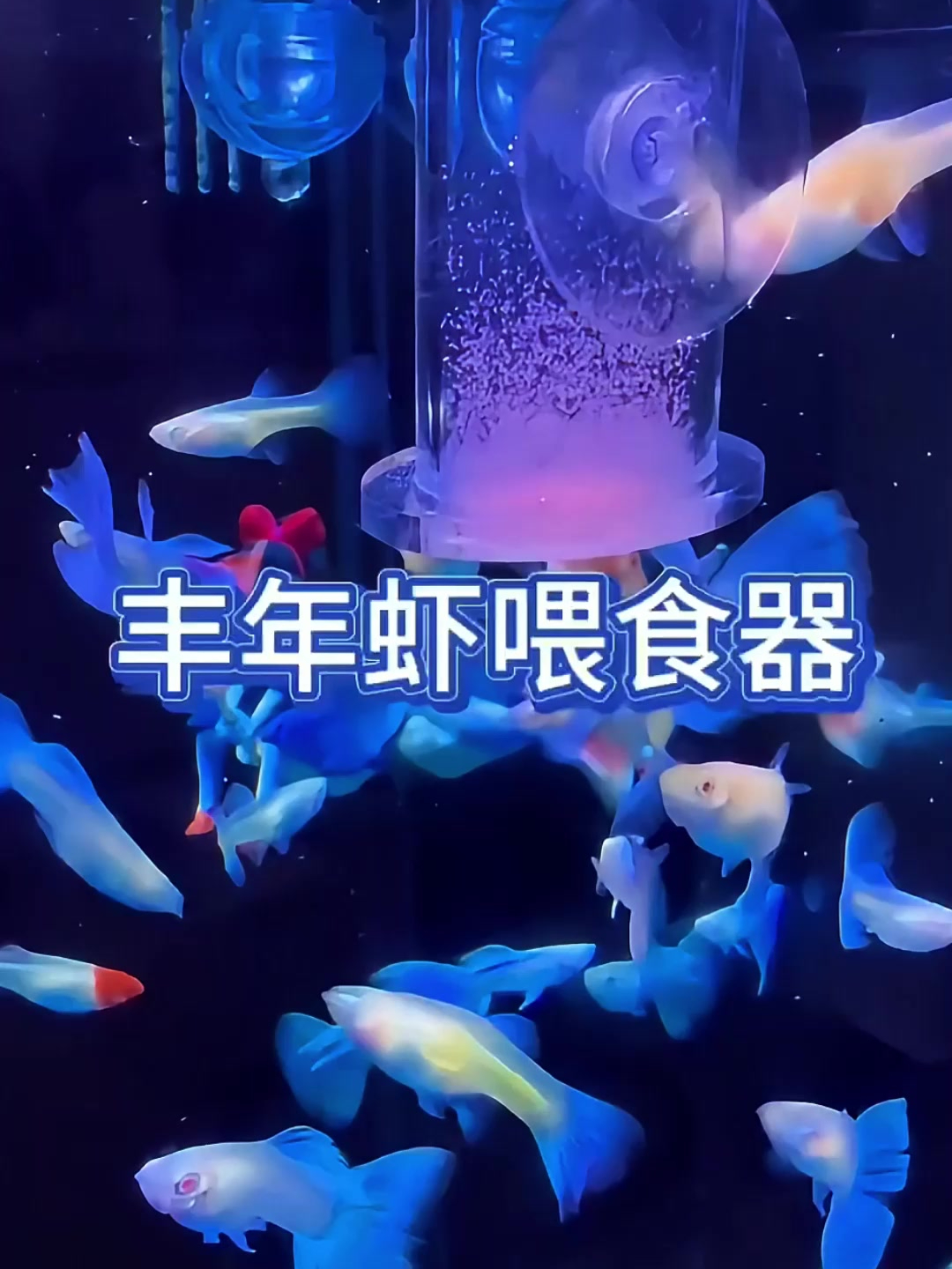 喂食丰年虾你需要一个喂食器!