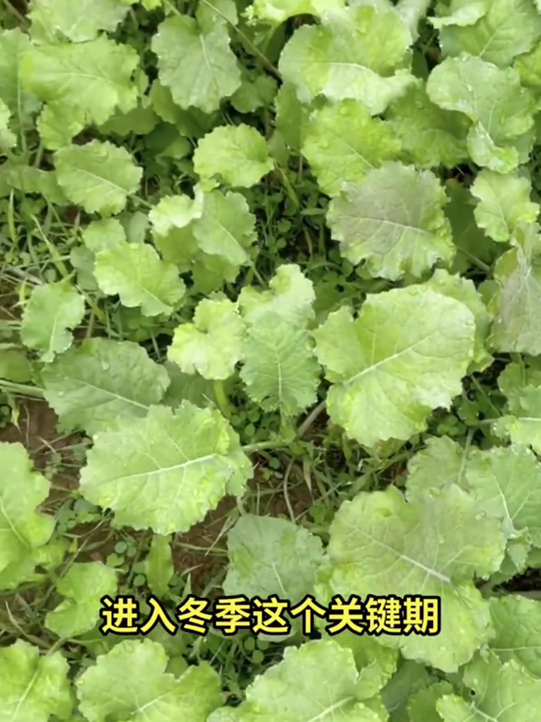冬季油菜要想安全越冬,要做好这项管理