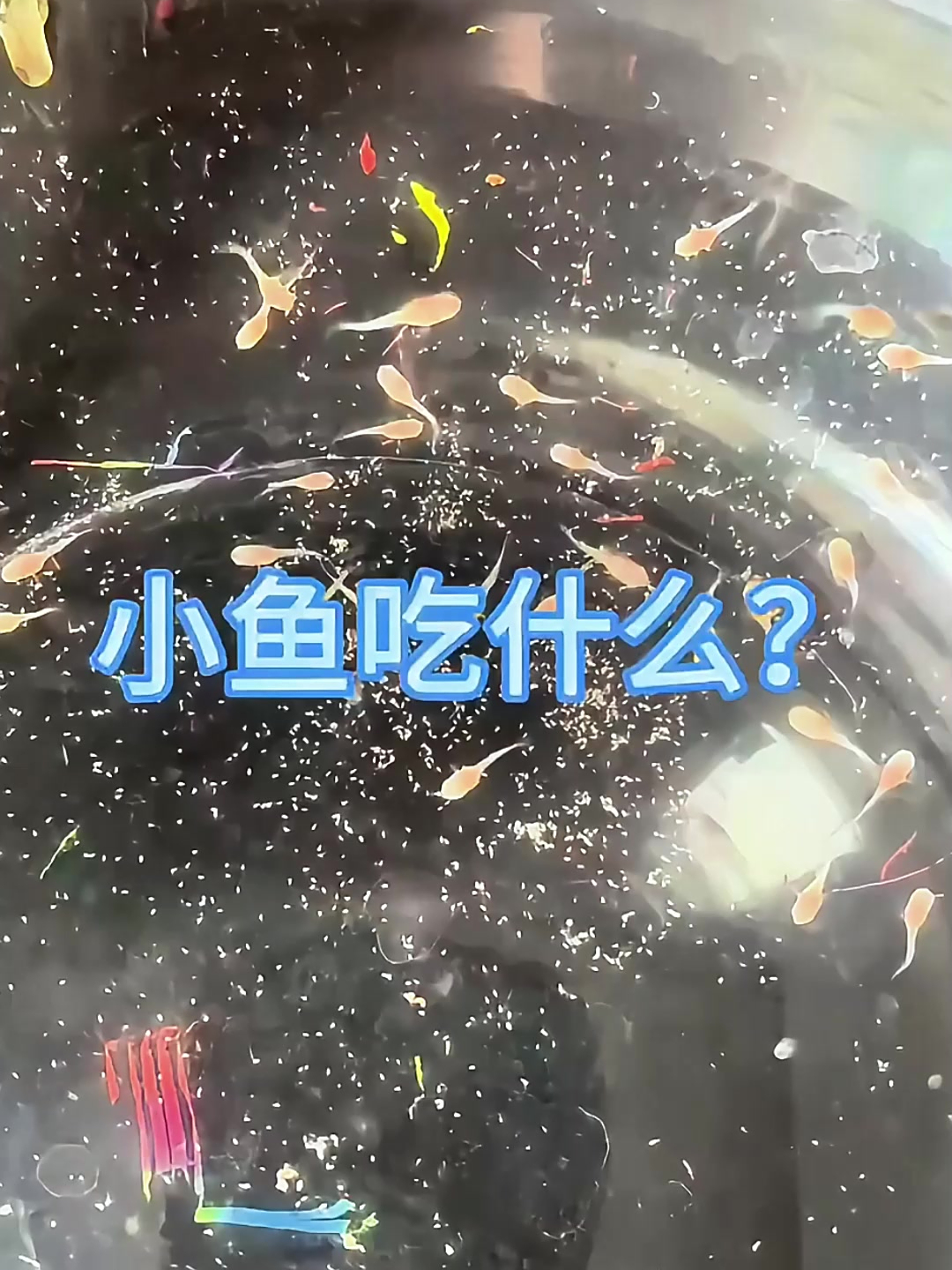 小鱼苗吃什么?当然是丰年虾幼虫啦!