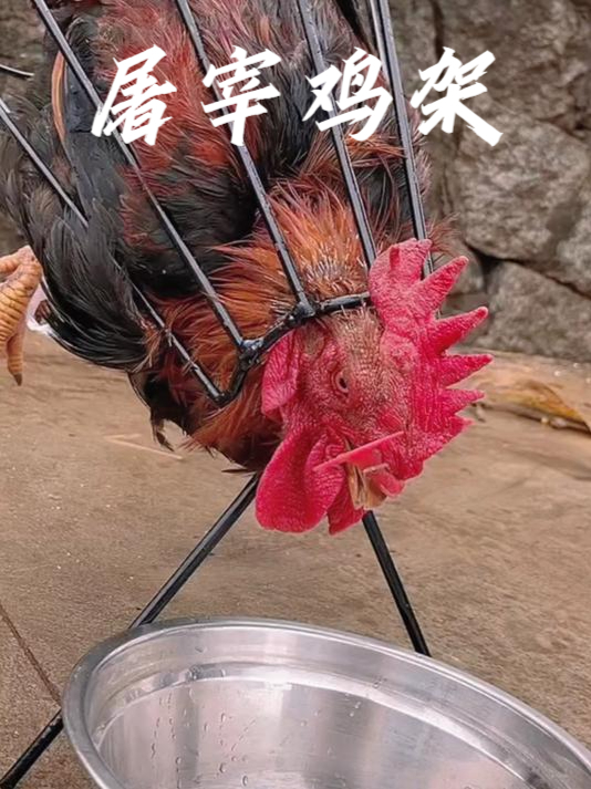 过年杀鸡鸭鹅就使用这个屠宰专用架子,一个人就可以轻松操作