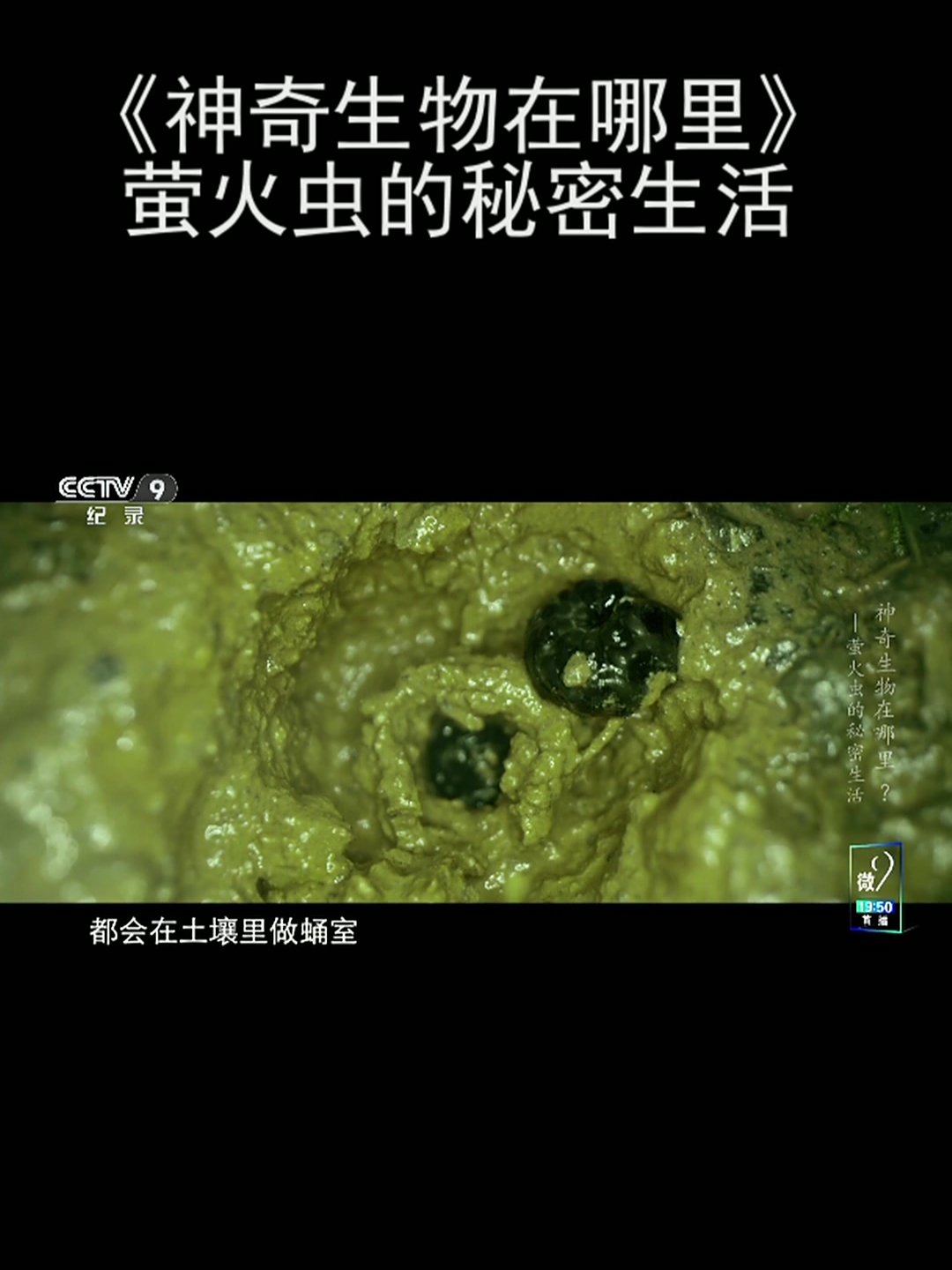 《神奇生物在哪里》萤火虫的秘密生活