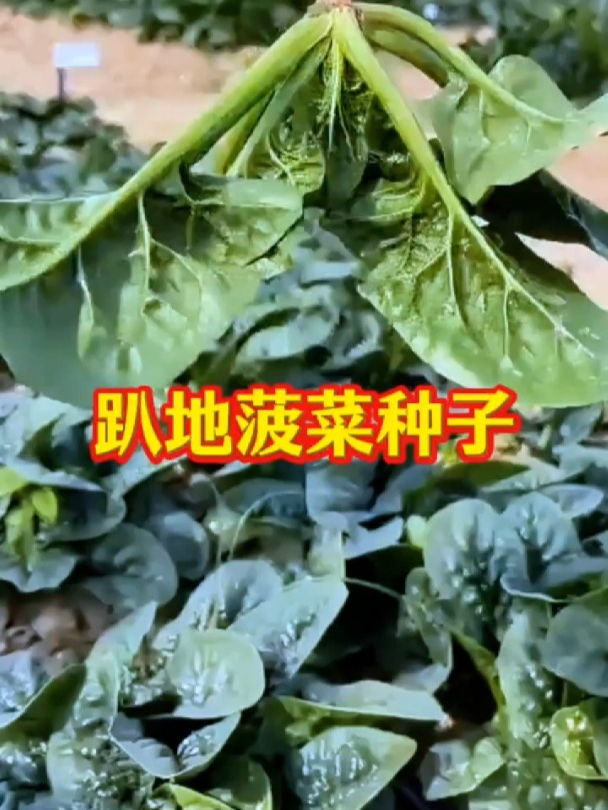 老品种菠菜,越冷口感越好,种一次反复采收!