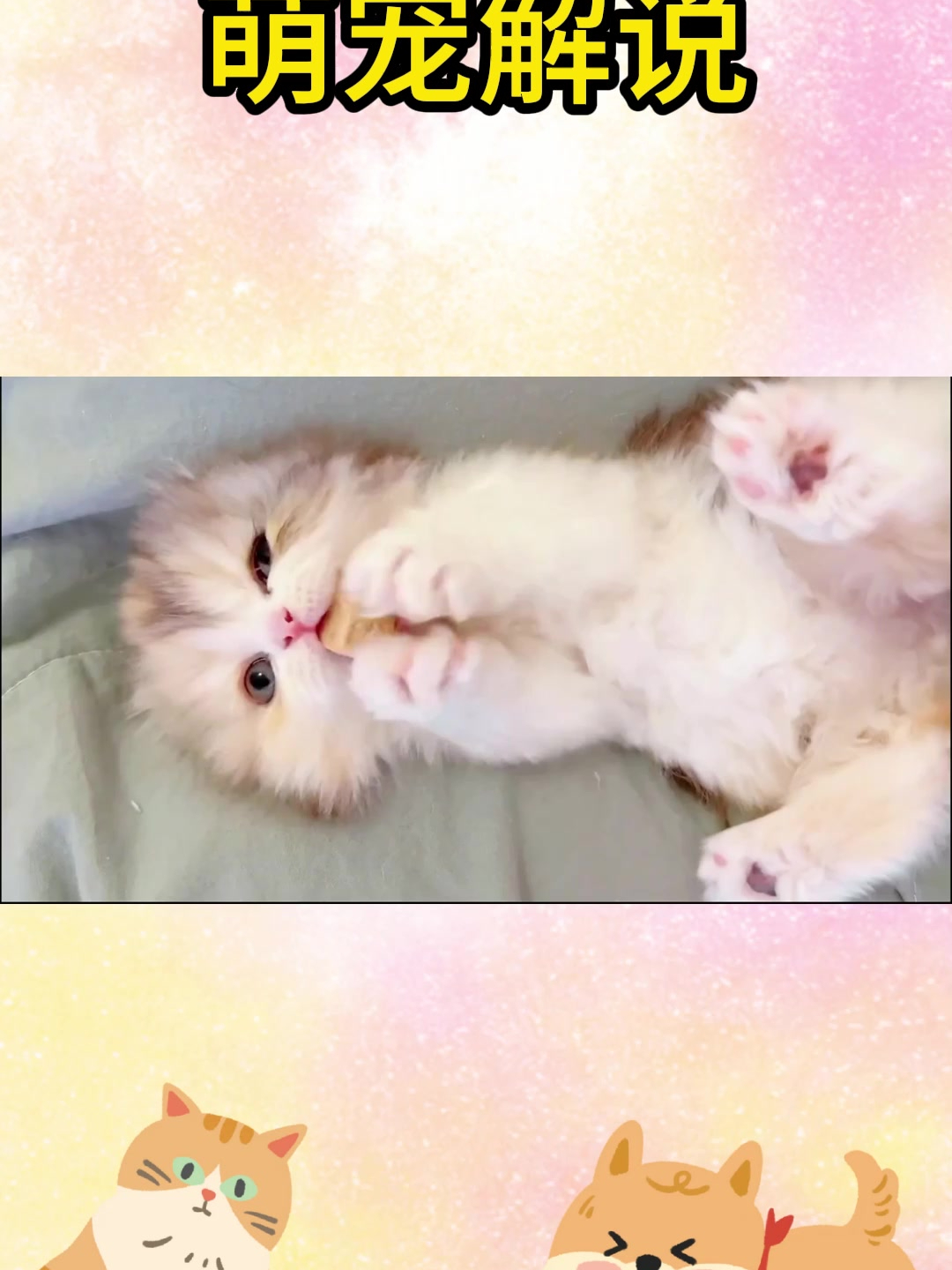 别再冤枉自家猫主子了!猫咪有斗鸡眼跟智商的高低没半毛钱关系