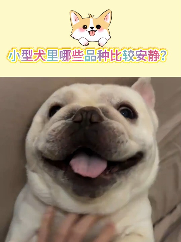 小型犬里哪些品种比较安静?