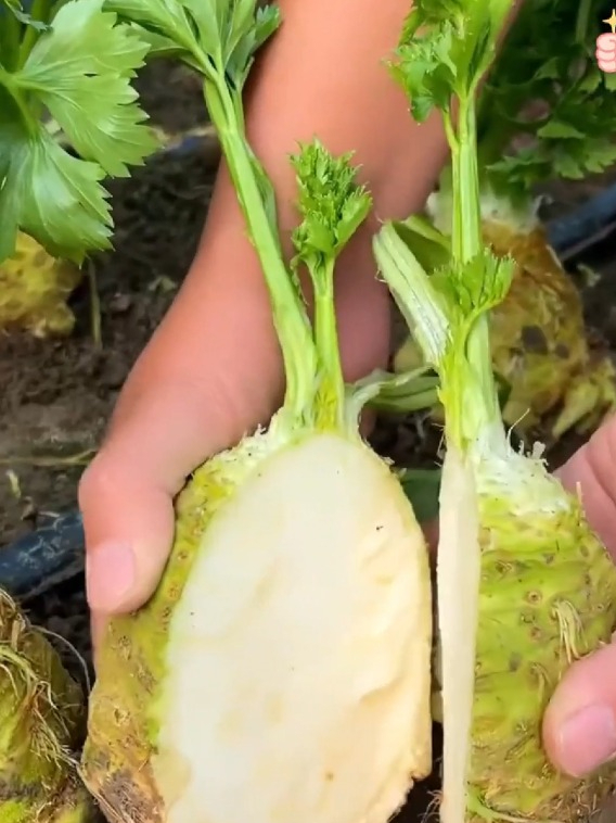比普通芹菜多了一个根,根芹售价高,撇着叶子能一直采收
