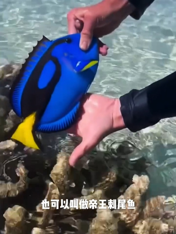 这是一种会装死的鱼