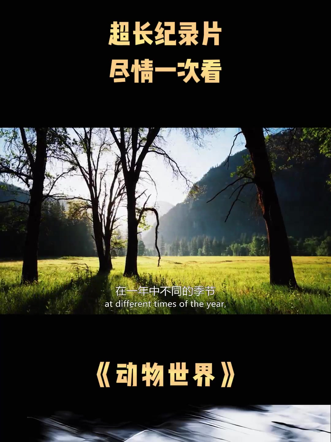 《动物世界》超长纪录片,尽情一次看1