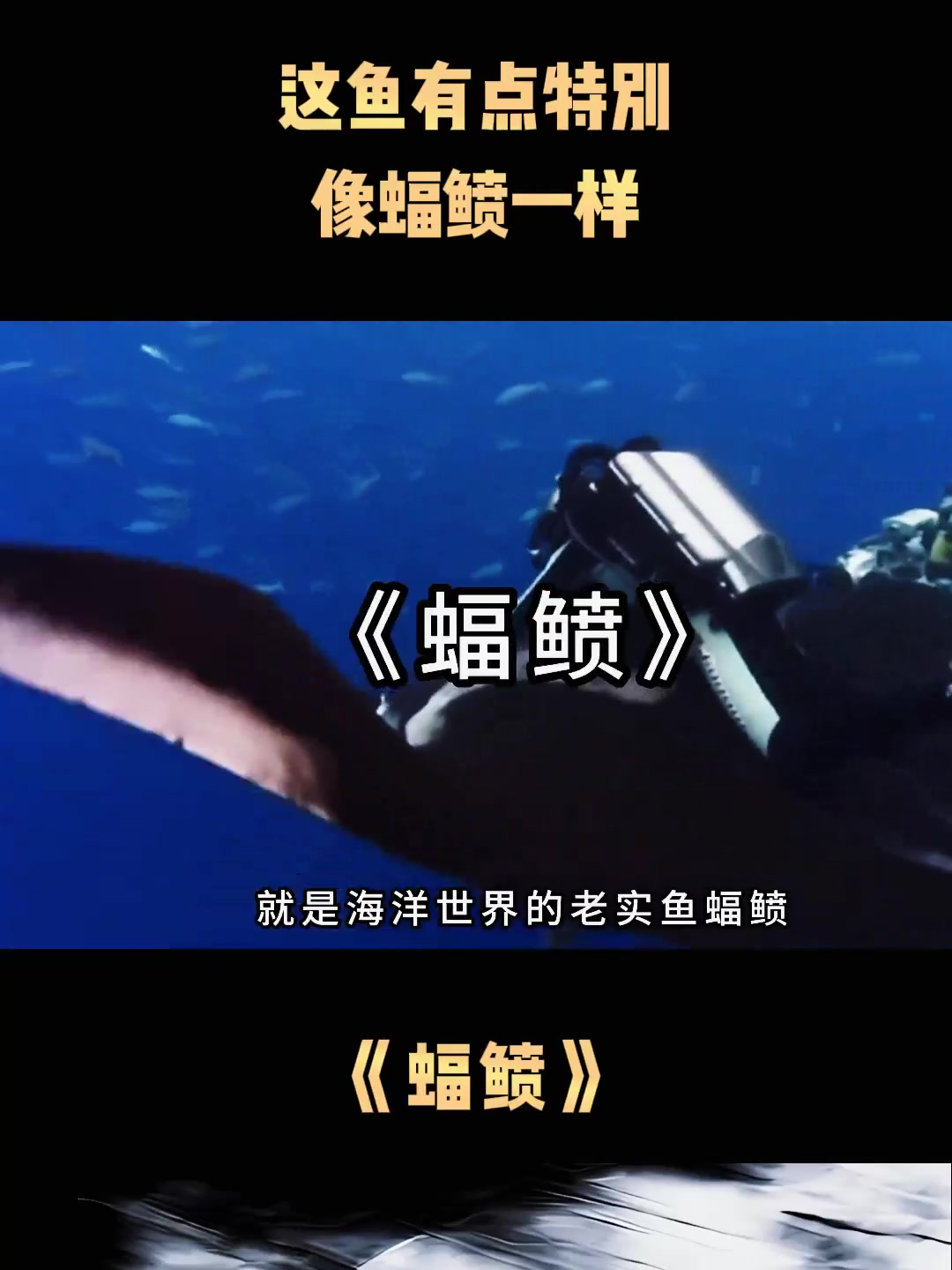 《蝠鲼》这鱼有点特别,像蝠鲼一样
