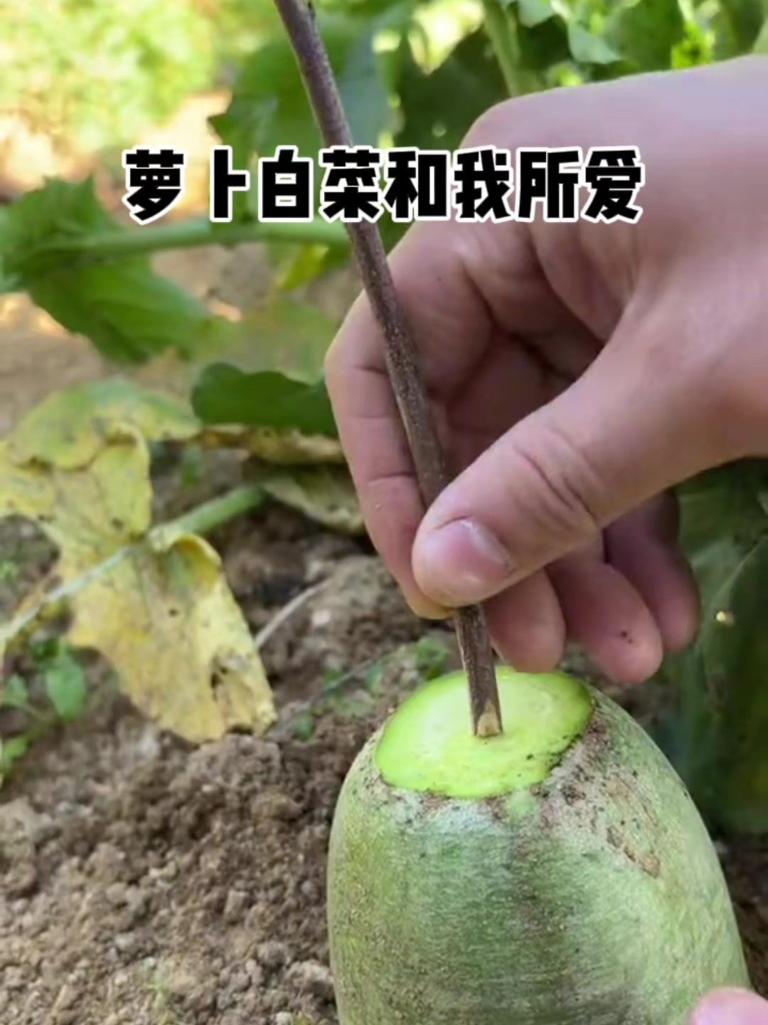 完美解决了萝卜白菜,各有所爱的复杂化