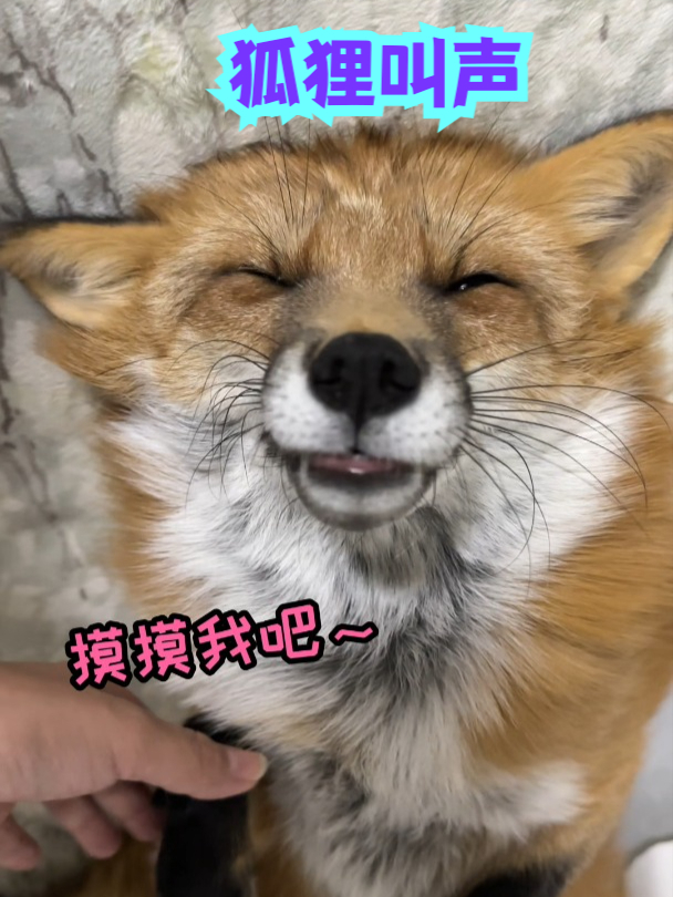 听墨离的叫声,你听懂小狐狸在说什么没 太可爱啦