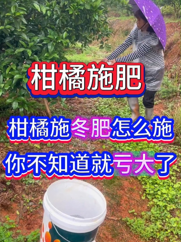 柑橘施冬肥你知道怎么施吗