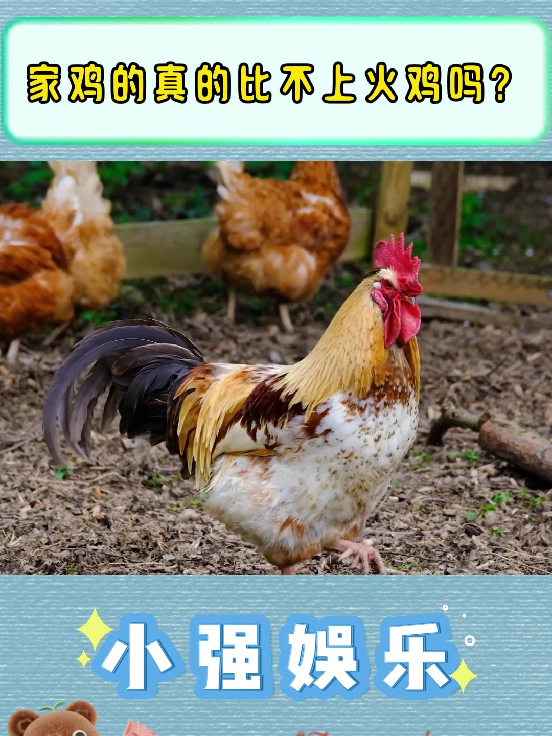 家鸡的真的比不上火鸡吗?