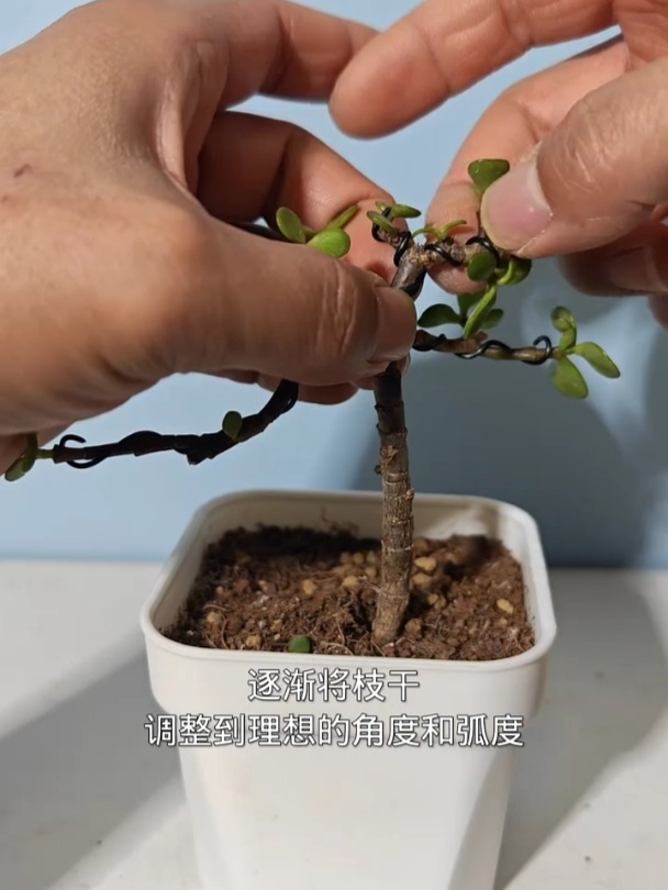 给盆景做造型,没点耐心还真做不出来,尤其是小盆景