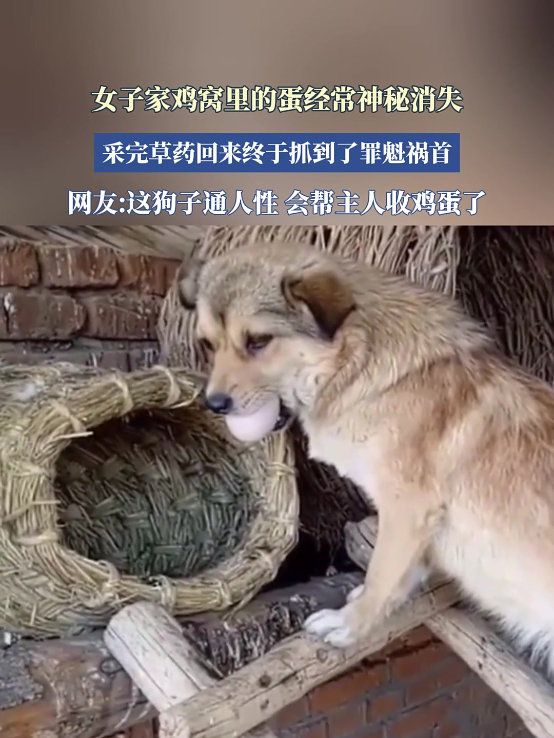 女子家鸡窝里的蛋经常神秘消失,采完草药回来终于抓到了罪魁祸首